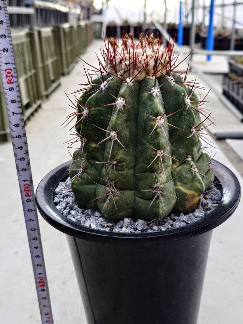 サボテン　メロカクタス　姫冠雲錦　実生　※鉢のまま発送