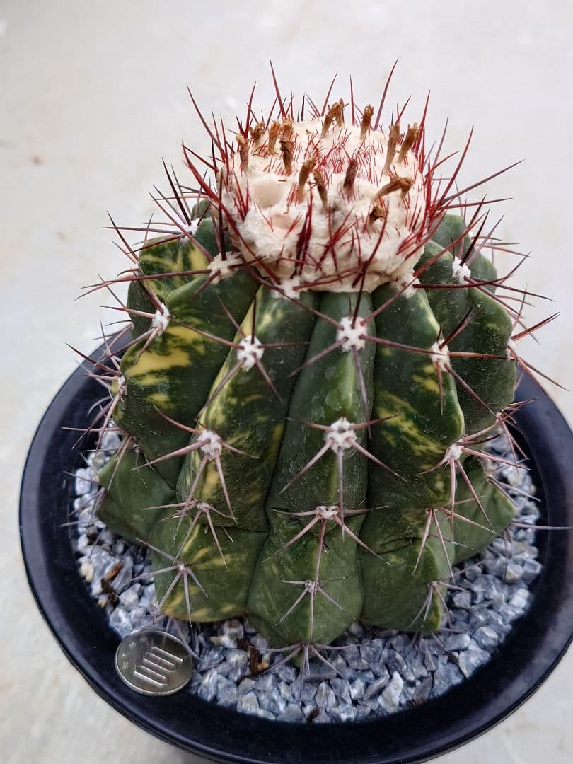 サボテン　メロカクタス　姫冠雲錦　実生　※鉢のまま発送