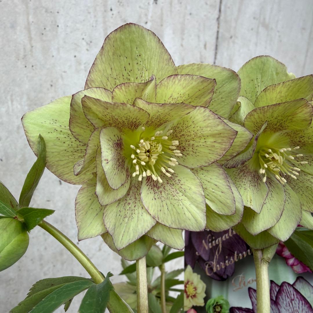 クリスマスローズ　オリエンタリス　ニューハイブリッド　5号鉢