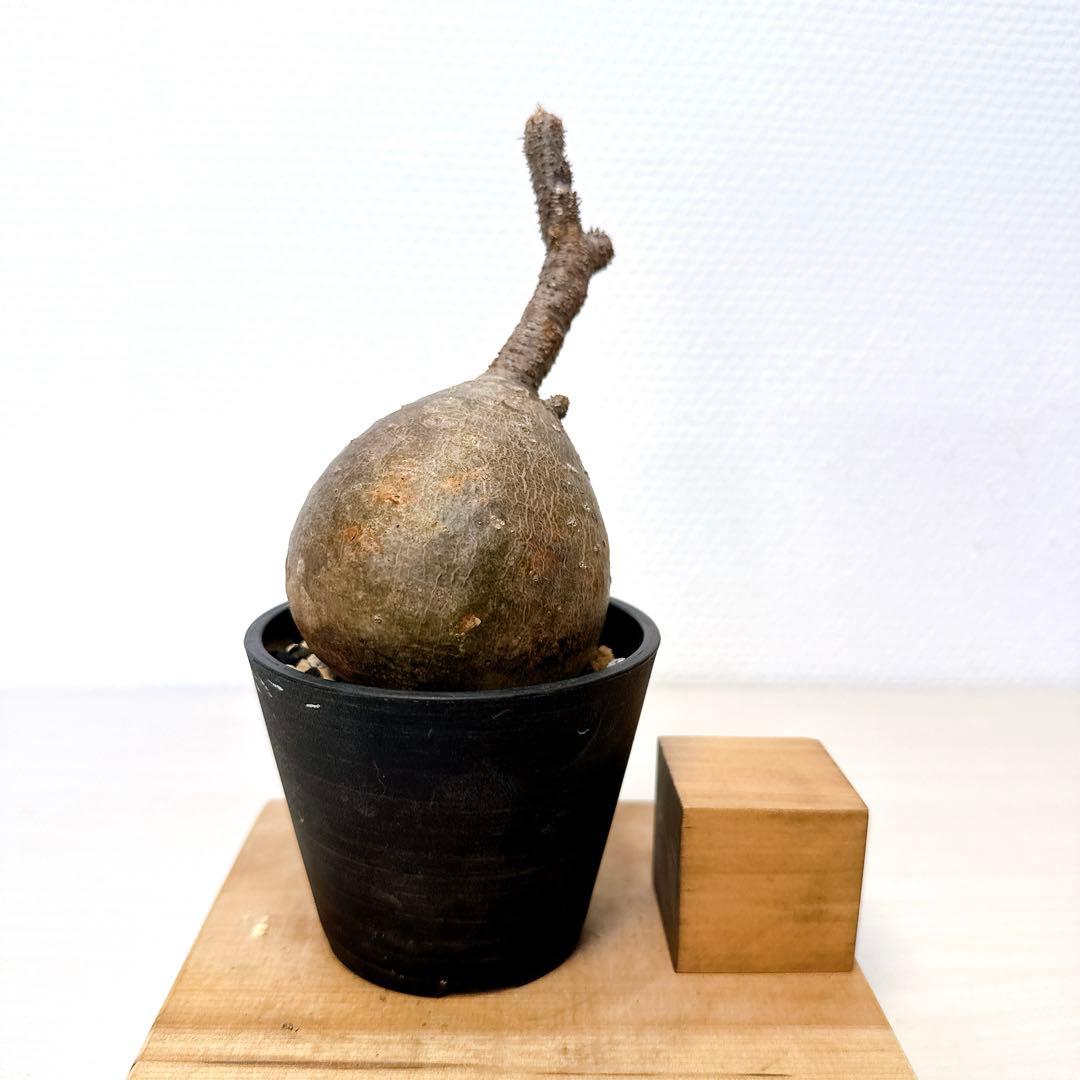 グラキリス1本枝【現地株発根済】パキポディウム