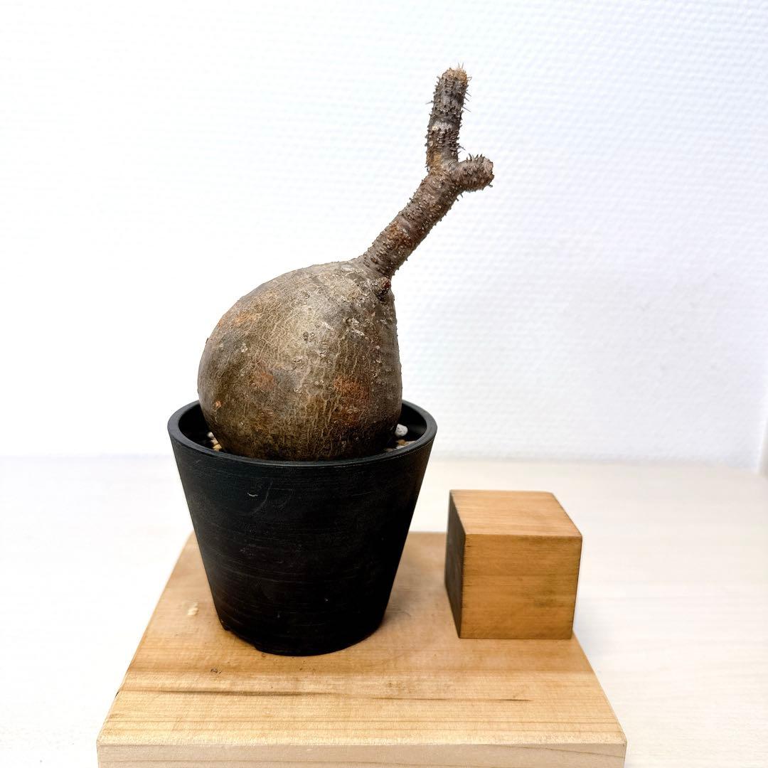 グラキリス1本枝【現地株発根済】パキポディウム