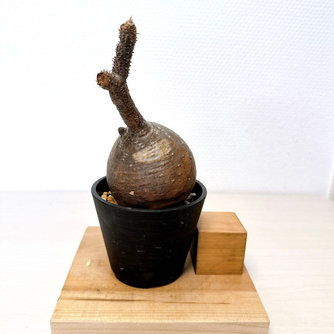 グラキリス1本枝【現地株発根済】パキポディウム