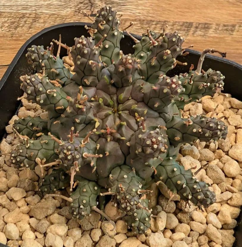 ユーフォルビア　アストロフォラ　実生