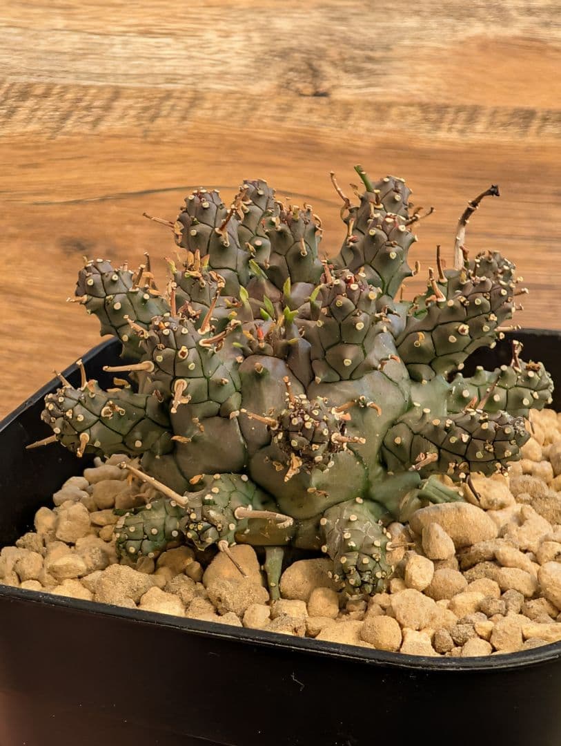 ユーフォルビア　アストロフォラ　実生