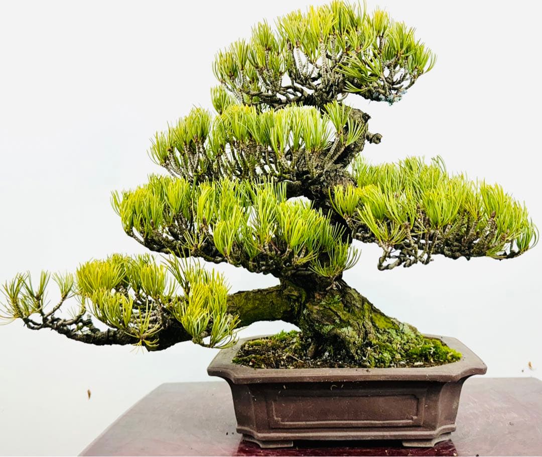 五葉松盆栽【5】