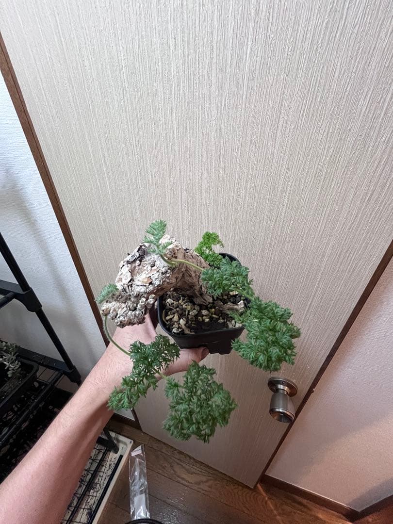 【現地株国内管理5年】冬型　ペラルゴニウム トリステ　発根済み　大株【ラスト】