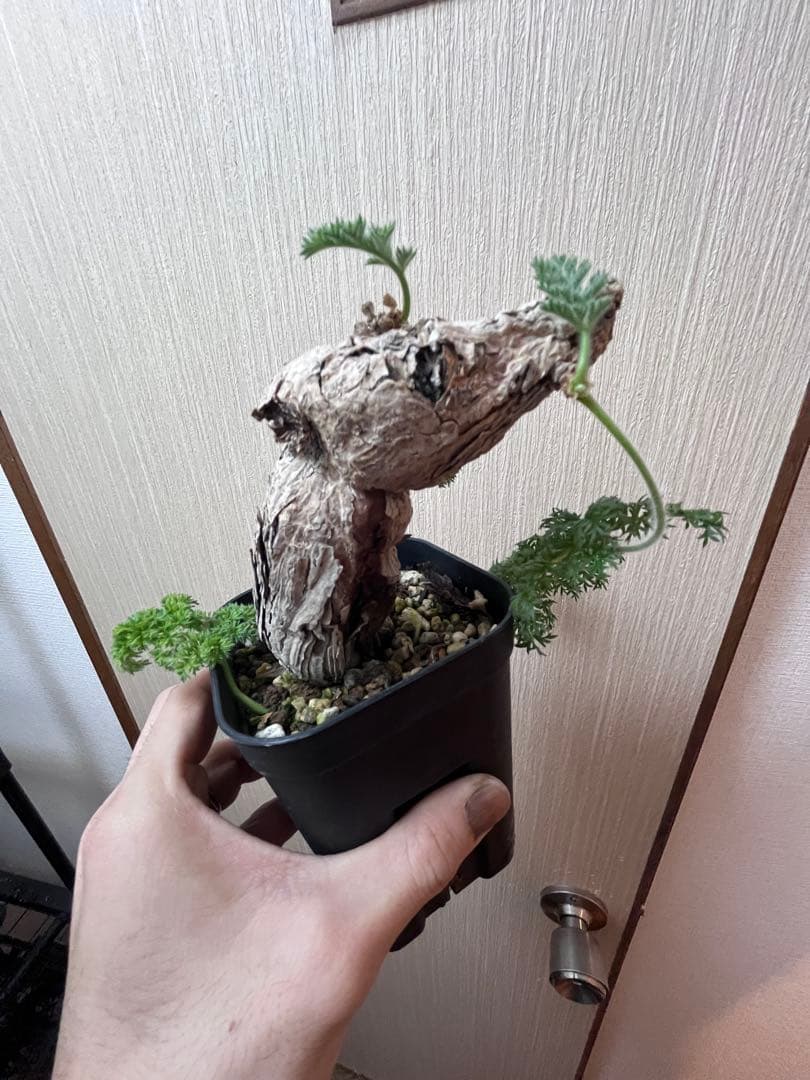 【現地株国内管理5年】冬型　ペラルゴニウム トリステ　発根済み　大株【ラスト】