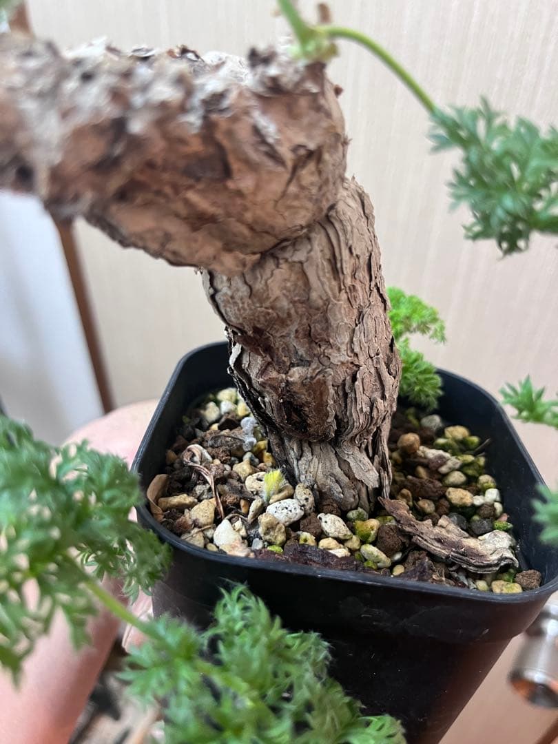 【現地株国内管理5年】冬型　ペラルゴニウム トリステ　発根済み　大株【ラスト】