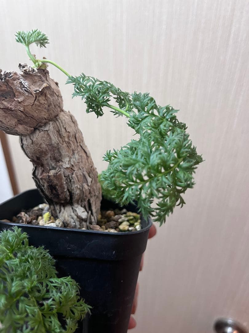 【現地株国内管理5年】冬型　ペラルゴニウム トリステ　発根済み　大株【ラスト】