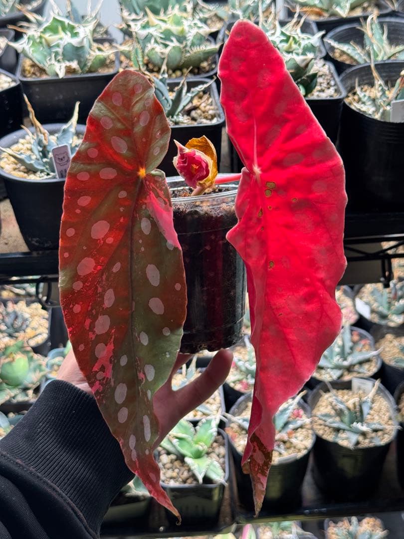 ベゴニア マクラータ 斑入り　発根済み