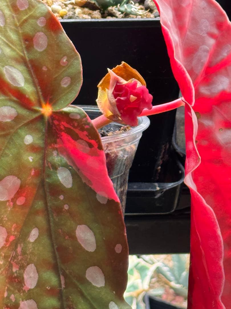 ベゴニア マクラータ 斑入り　発根済み