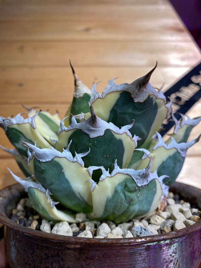 アガベ　チタノタ　スナグルトゥース　検)オテロイ　titanota