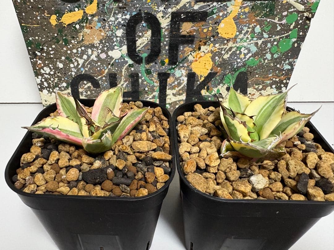 アガベ　チタノタ　スナグルトゥース　検)オテロイ　titanota