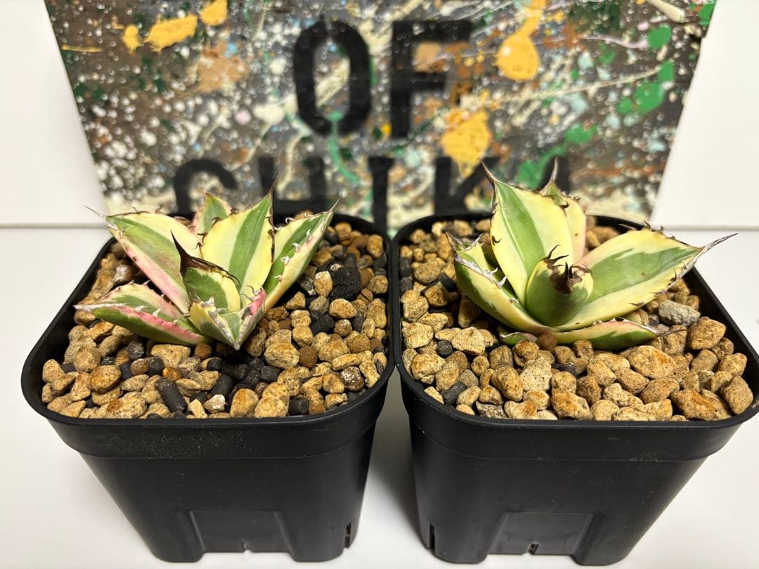 アガベ　チタノタ　スナグルトゥース　検)オテロイ　titanota