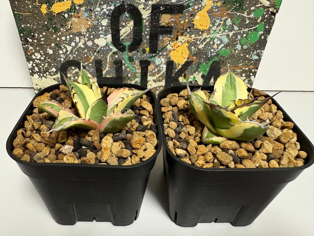 アガベ　チタノタ　スナグルトゥース　検)オテロイ　titanota