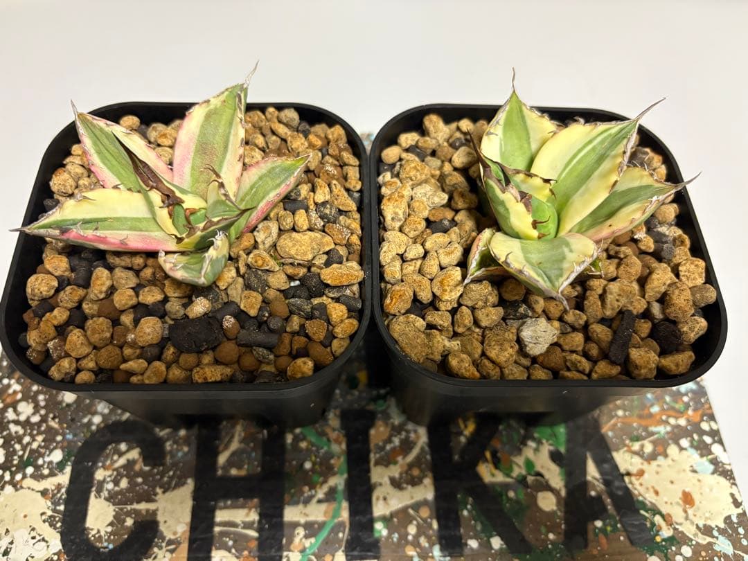 アガベ　チタノタ　スナグルトゥース　検)オテロイ　titanota