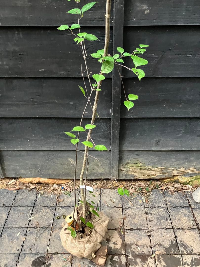 91 山採り　アオダモ　ミヤマガマズミ付き