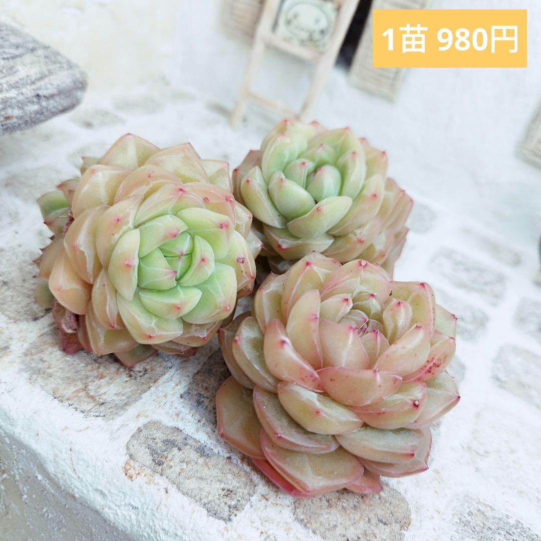 オーシャンソング◎多肉植物 カット苗 韓国苗 エケベリア等