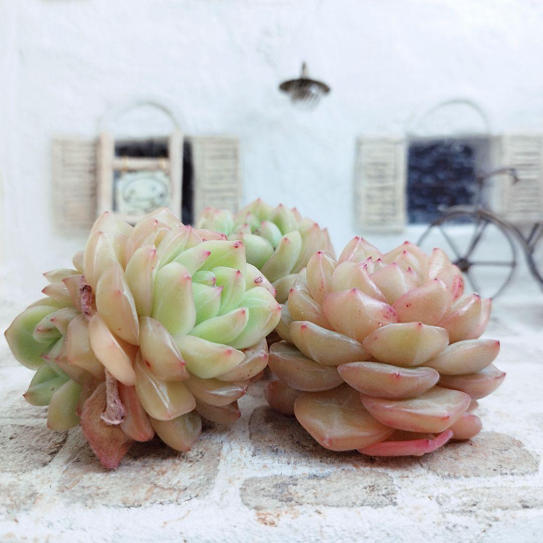 オーシャンソング◎多肉植物 カット苗 韓国苗 エケベリア等