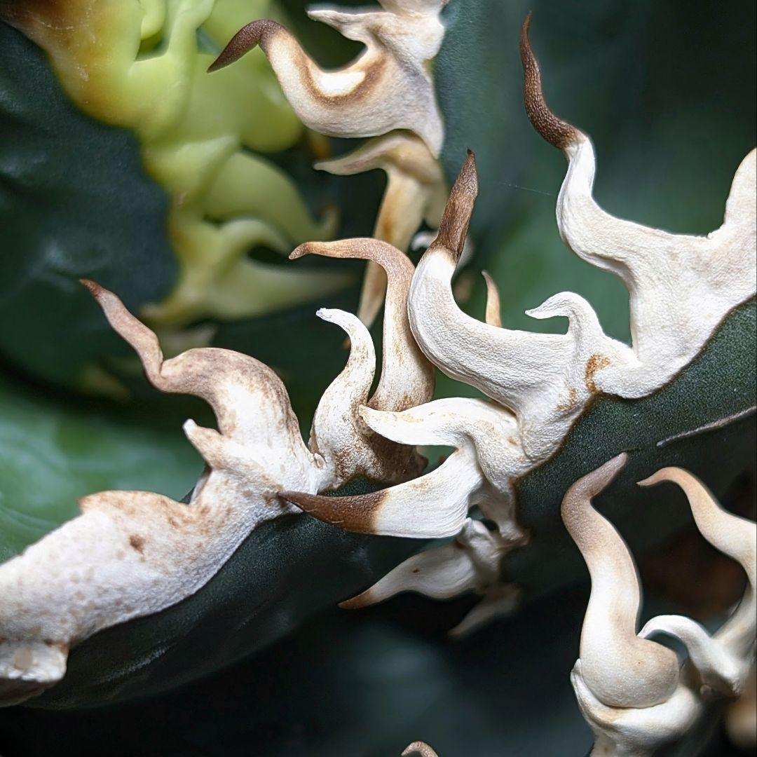 変異株【 海王最上級優良血統】\"海王\"　アガベ　チタノタ　胴切り天芽子株