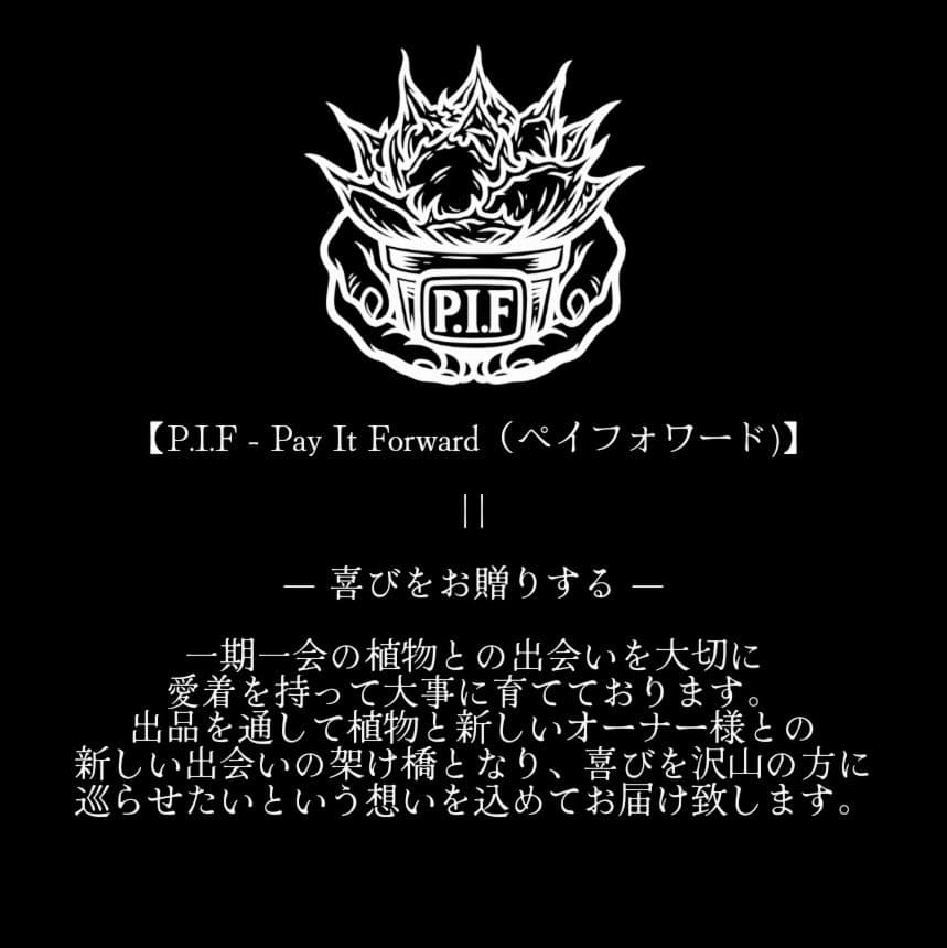 変異株【 海王最上級優良血統】\"海王\"　アガベ　チタノタ　胴切り天芽子株