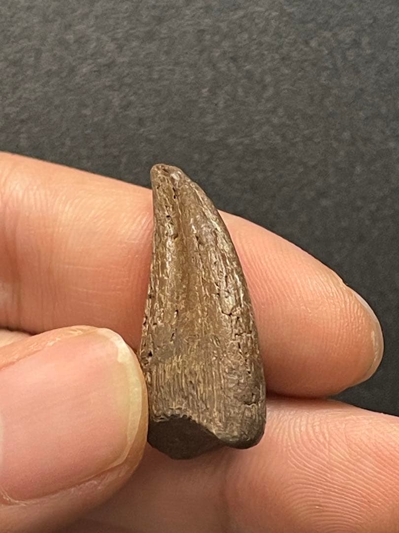 アンズ　爪化石　化石　地獄の鶏