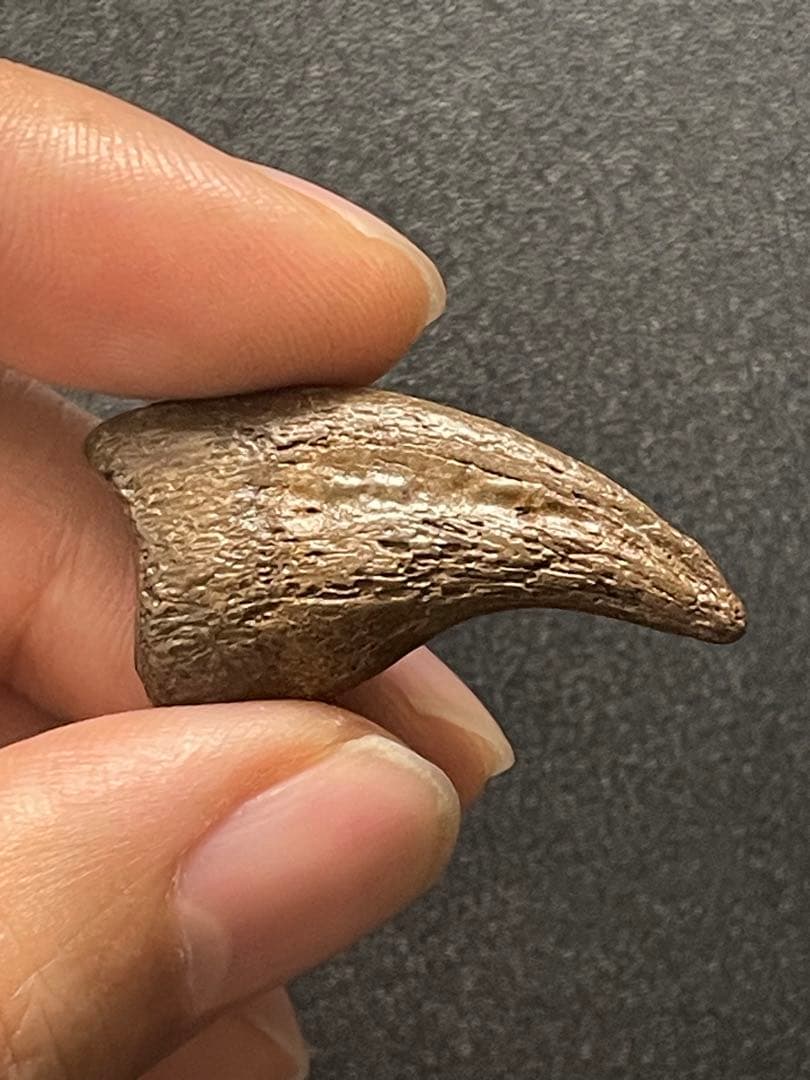 アンズ　爪化石　化石　地獄の鶏