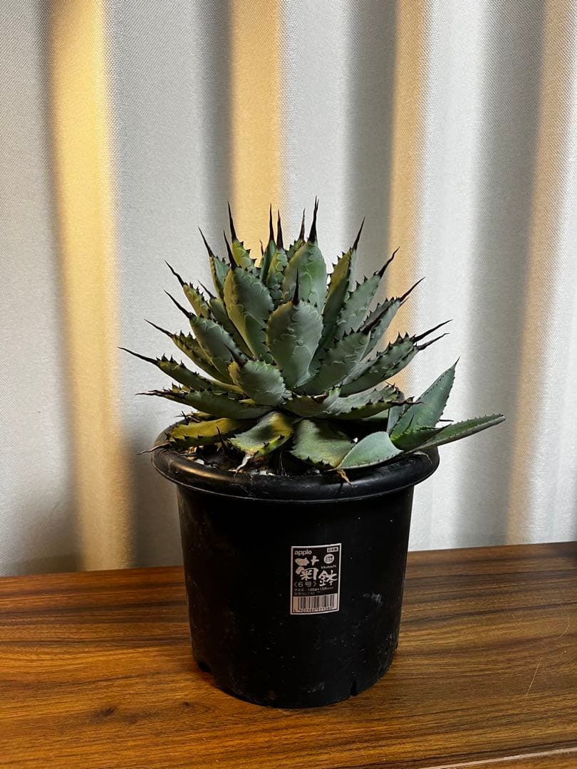 アガベ 曲棘八荒雷神 6号株 子株付き
