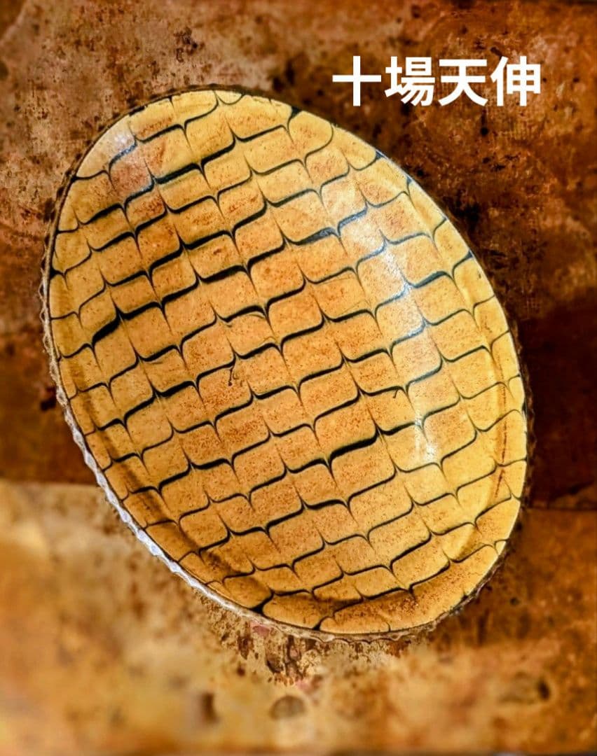 十場天伸 初期作品 スリップウエア 楕円形深皿 つくも窯