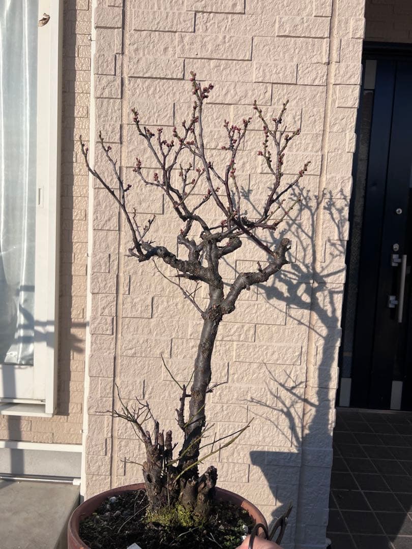 甲州野梅　盆栽　約60cm 梅
