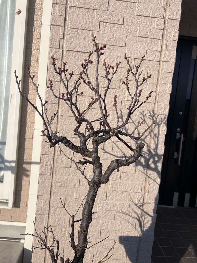 甲州野梅　盆栽　約60cm 梅