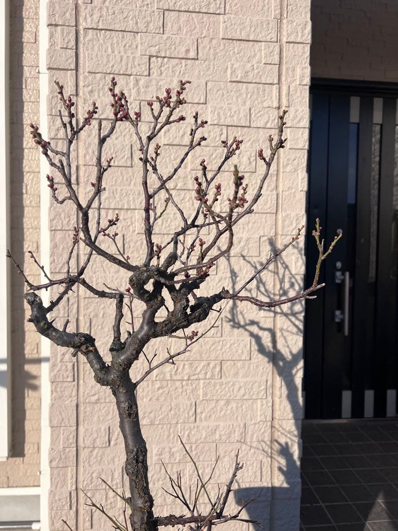 甲州野梅　盆栽　約60cm 梅