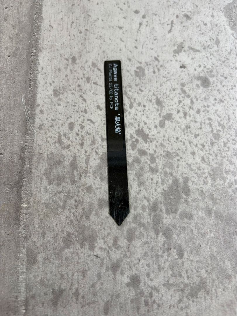 アガベ チタノタ 黒火焔 ブラックファイヤー cjplants Kikko 鉢付