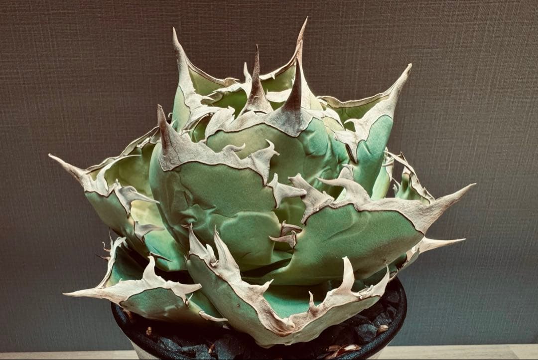 【親株】アガベ　チタノタ　蟹