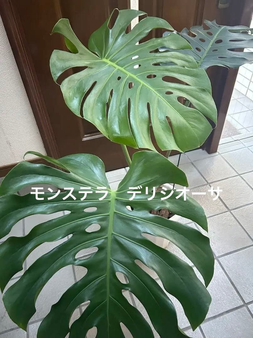 モンステラ　デリシオーサ　１株