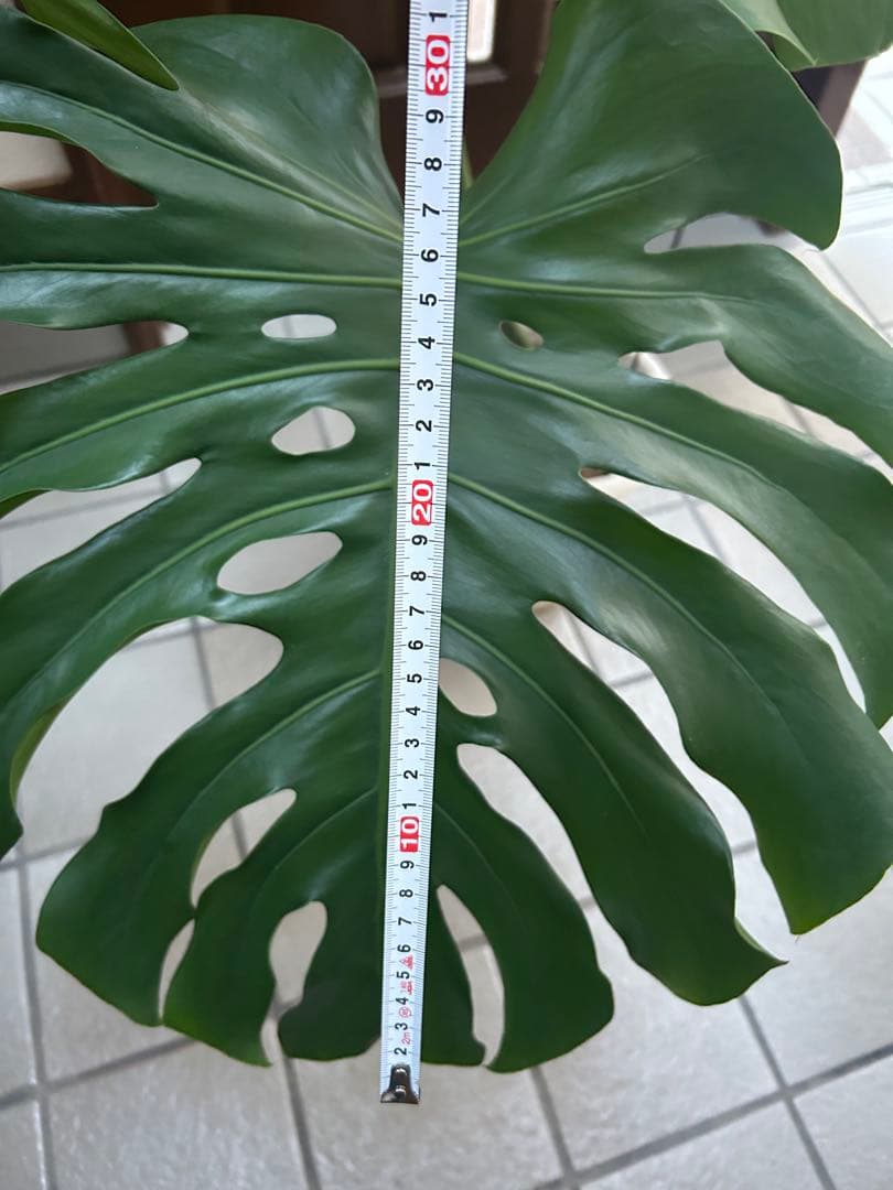 モンステラ　デリシオーサ　１株