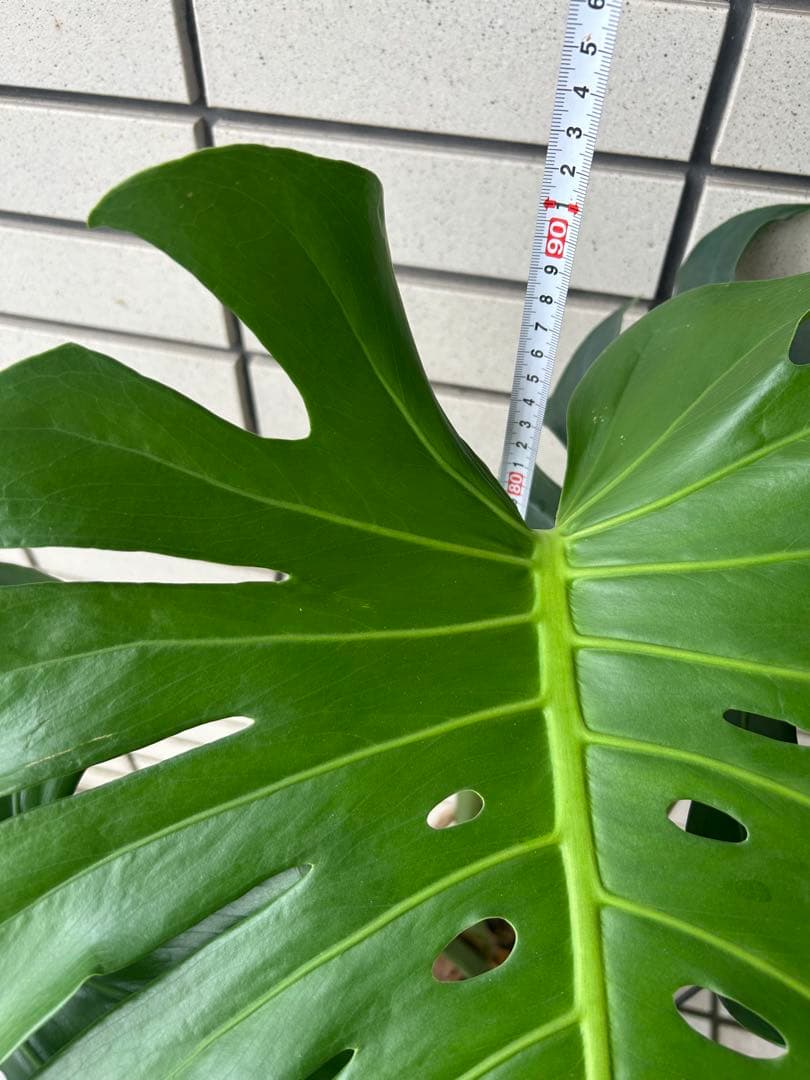 モンステラ　デリシオーサ　１株