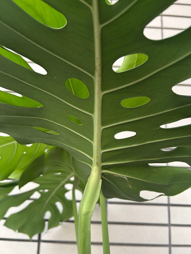 モンステラ　デリシオーサ　１株