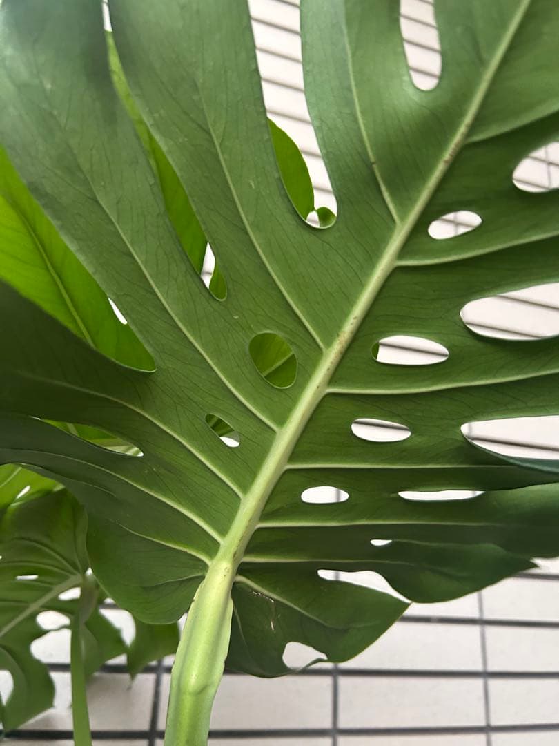 モンステラ　デリシオーサ　１株