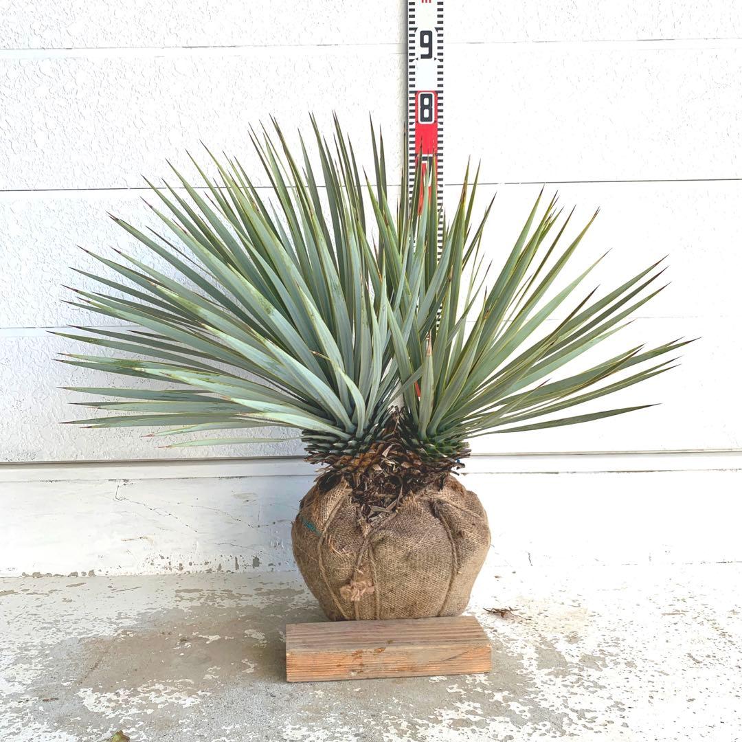 二本立ち　ユッカ　ロストラータ　【株立ち/ドライガーデン/ロックガーデン 】30