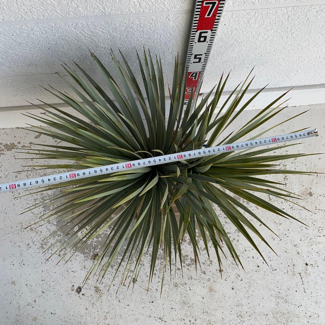 二本立ち　ユッカ　ロストラータ　【株立ち/ドライガーデン/ロックガーデン 】30