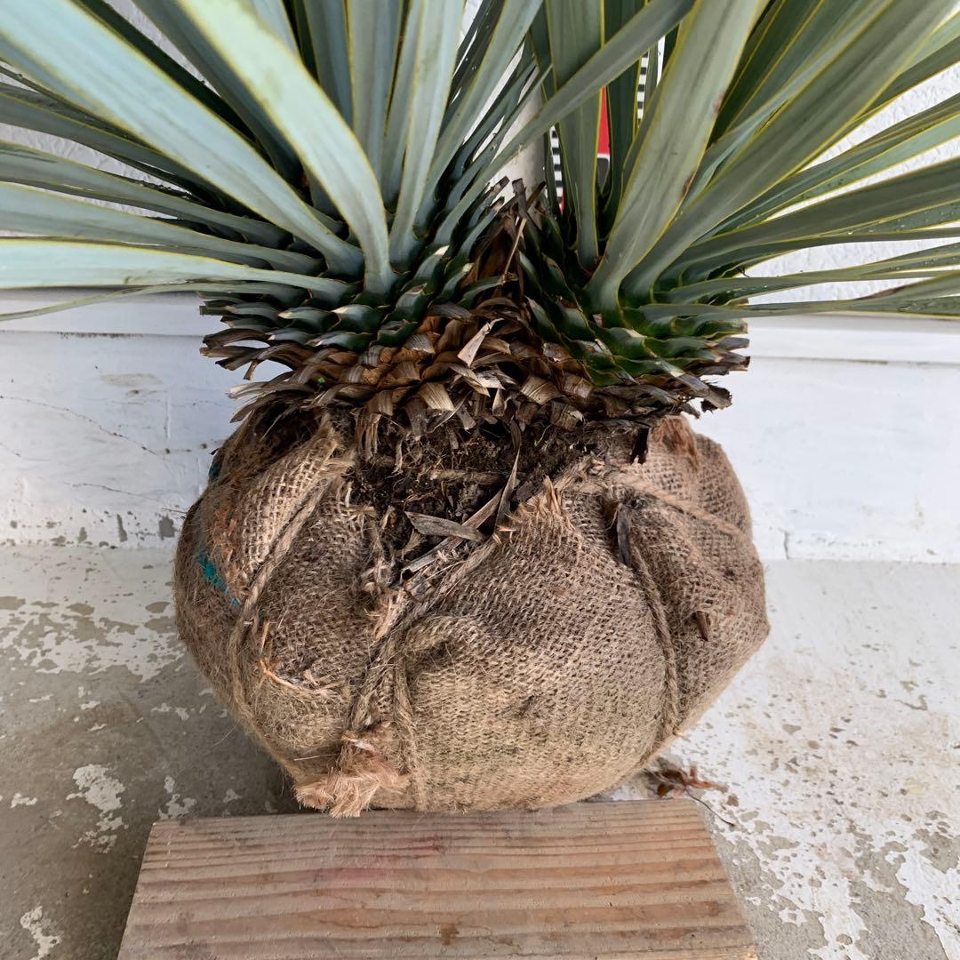 二本立ち　ユッカ　ロストラータ　【株立ち/ドライガーデン/ロックガーデン 】30