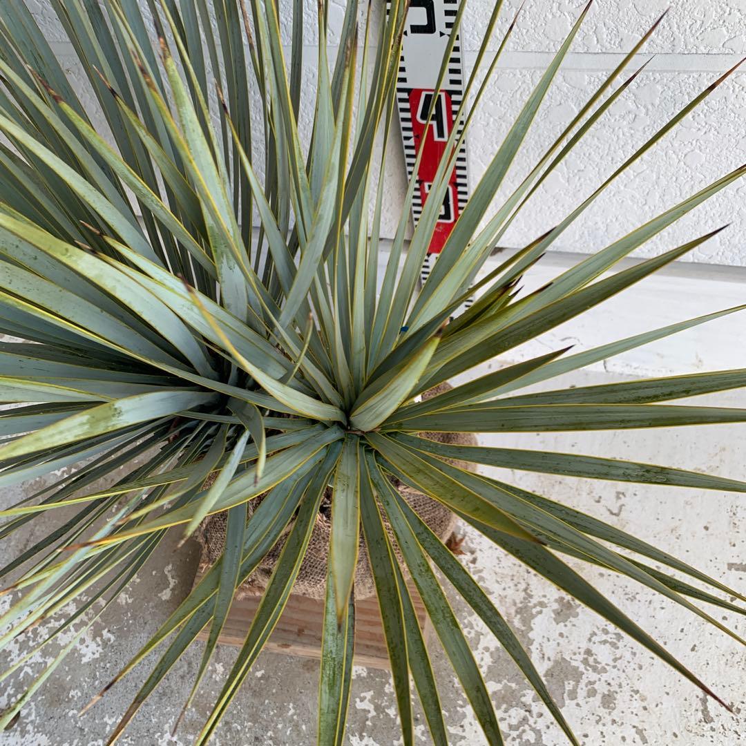 二本立ち　ユッカ　ロストラータ　【株立ち/ドライガーデン/ロックガーデン 】30