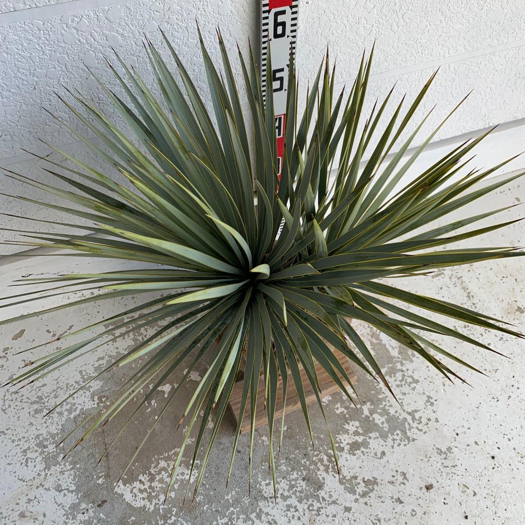 二本立ち　ユッカ　ロストラータ　【株立ち/ドライガーデン/ロックガーデン 】30