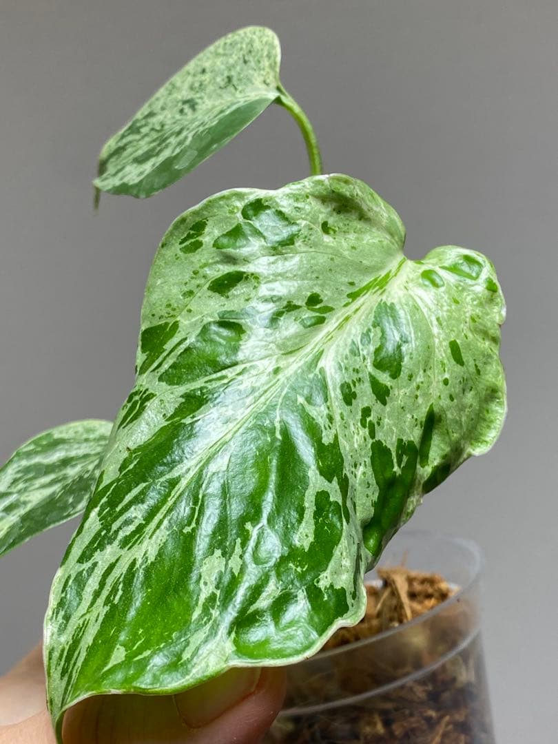 ②【セール‼️】モンステラ　デリシオーサ　バルバソー　フシギダネ/ ベトシオーサ