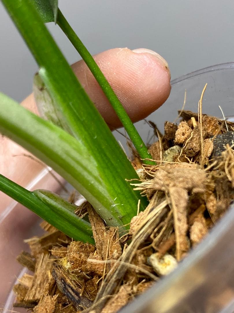 ②【セール‼️】モンステラ　デリシオーサ　バルバソー　フシギダネ/ ベトシオーサ