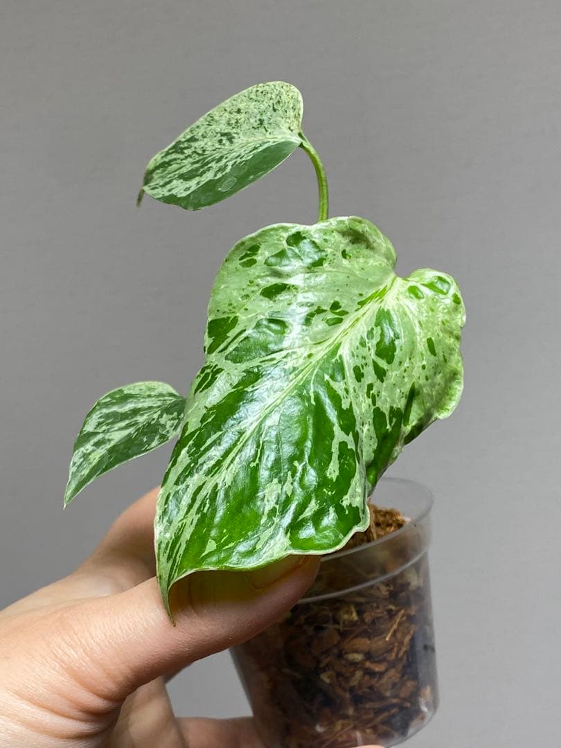 ②【セール‼️】モンステラ　デリシオーサ　バルバソー　フシギダネ/ ベトシオーサ