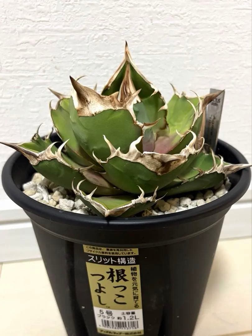 アガベ 白犀牛 カクタスグリーン産トリケラトプス 中株