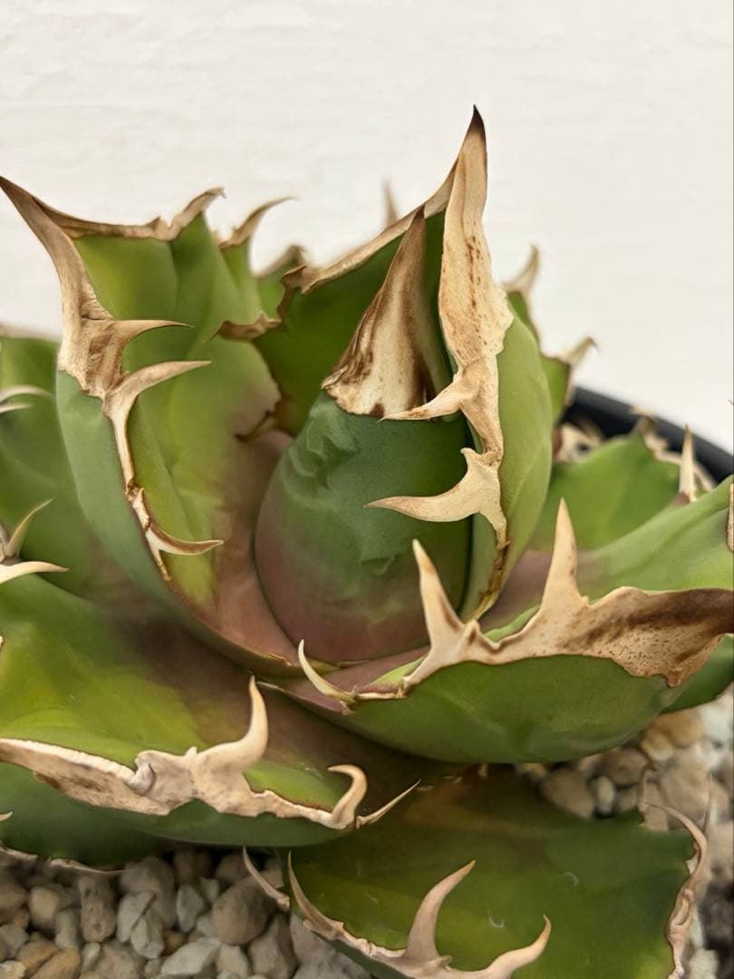 アガベ 白犀牛 カクタスグリーン産トリケラトプス 中株