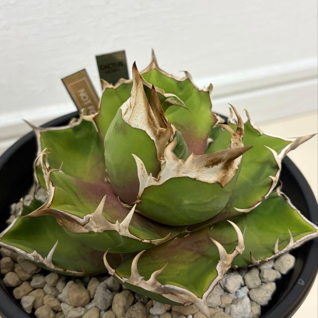 アガベ 白犀牛 カクタスグリーン産トリケラトプス 中株